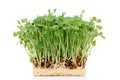 Sprouted pea with roots Royalty Free Stock Photo