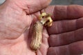 Sprouted peanuts with a young sprout in the palm of your hand Royalty Free Stock Photo