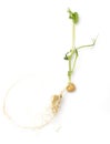 Sprouted peas isolated on a white background. Close-up Royalty Free Stock Photo