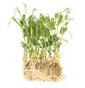 Sprouted peas isolated on a white background. Close-up Royalty Free Stock Photo