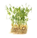 Sprouted peas isolated on a white background. Close-up Royalty Free Stock Photo