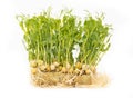 Sprouted peas isolated on a white background. Close-up Royalty Free Stock Photo
