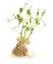 Sprouted peas isolated on a white background. Close-up Royalty Free Stock Photo