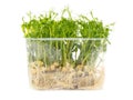 Sprouted peas isolated on a white background. Close-up Royalty Free Stock Photo