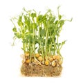 Sprouted peas isolated on a white background. Close-up Royalty Free Stock Photo
