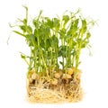 Sprouted peas isolated on a white background. Close-up Royalty Free Stock Photo