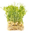 Sprouted peas isolated on a white background. Close-up Royalty Free Stock Photo