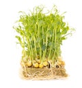 Sprouted peas isolated on a white background. Close-up Royalty Free Stock Photo