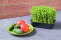 Sprouted peas in the kitchen. Fresh salad. The concept of healthy eating. Brick wall background Royalty Free Stock Photo