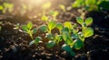 Sprouted plant seeds in the ground. Sprouts of seedlings Royalty Free Stock Photo