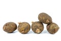 Sprouted Potato Royalty Free Stock Photo