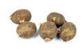 Sprouted Potato Royalty Free Stock Photo