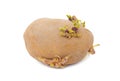 Sprouted potato Royalty Free Stock Photo