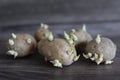 Sprouted potato. Shot on rustic wooden background Royalty Free Stock Photo