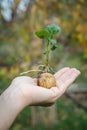 Sprouted potato tuber with green leaves in woman`s hand Royalty Free Stock Photo