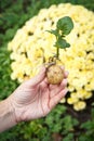 Sprouted potato tuber with green leaves in woman`s hand Royalty Free Stock Photo