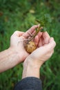 Sprouted potato tuber with green leaves in women`s hands Royalty Free Stock Photo