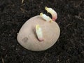 A sprouted potato ready to be planted in the soil Royalty Free Stock Photo