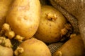 Sprouted potatoes on a background of coarse sacking. Autumn harvest. Seed potatoes for planting. Close up