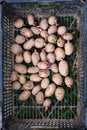 Sprouted potatoes in the box Royalty Free Stock Photo
