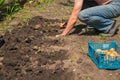 Sprouted potatoes close-up. A man sits potatoes in the spring and copy space