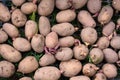 Sprouted potatoes Royalty Free Stock Photo