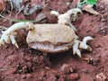 Sprouted potatoes,This perennial is part of the family Solanaceae or the nightshades. In many contexts, the word potato refers to