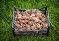 sprouted potatoes ready for planting in spring Royalty Free Stock Photo