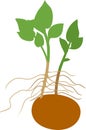 Sprouted potatoes silhouette