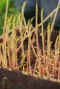 Sprouted potatoes with sprouts. Sprouts appeared on a potato tuber. prepared potatoes for planting in the ground Royalty Free Stock Photo