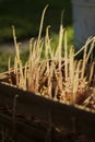 Sprouted potatoes with sprouts. Sprouts appeared on a potato tuber. prepared potatoes for planting in the ground Royalty Free Stock Photo