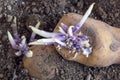 Sprouted potatos on potting soil, close-up