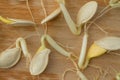 Sprouted pumpkin seedlings on the wooden background