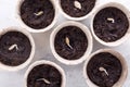 Sprouted pumpkin seeds in a biodegradable peat pot, ready for planting. Top view. Gardening concept