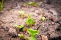 Sprouted radish close-up. Small green germinal leaves in vegetable garden soil Royalty Free Stock Photo