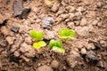 Sprouted radish close-up in the vegetable garden. Young green leaves of germinated radish seeds in spring. Growing plants in a Royalty Free Stock Photo