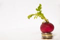 Sprouted radish lies on small coins on an isolated background