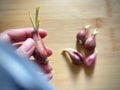 Sprouted Red Onion in hand