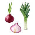 Sprouted red onion and slice of red onion and leek isolated on white background. Watercolor illustration. Royalty Free Stock Photo