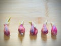 Sprouted Red Onions