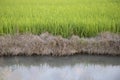 Sprouted rice in fields and water ditches , Can be used as a background Royalty Free Stock Photo