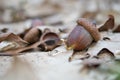 sprouted seed acorn