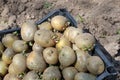 Sprouted seed potatoes closeup