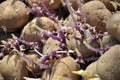 Sprouted seedlings of seed potatoes