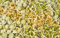 Sprouted Seeds Royalty Free Stock Photo
