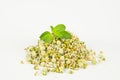 Sprouted Seeds Royalty Free Stock Photo