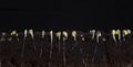 Sprouted soybean shoots with roots on a black background Royalty Free Stock Photo