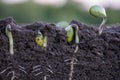 Sprouted soybean shoots in soil with roots. Blurred background Royalty Free Stock Photo