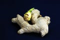 Sprouted or stale ginger Royalty Free Stock Photo