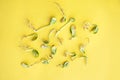 Sprouted sunflower seeds, chaotically lying on a yellow background, layout